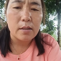 姜山东生姜基地！大小黄姜，大量现货！全国物流发货！