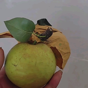 花皮翠冠梨一手货源产地直发对接全国量大从优欢迎