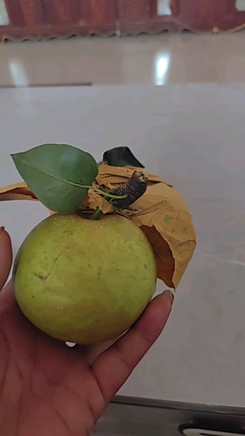 花皮翠冠梨一手货源产地直发对接全国量大从优欢迎
