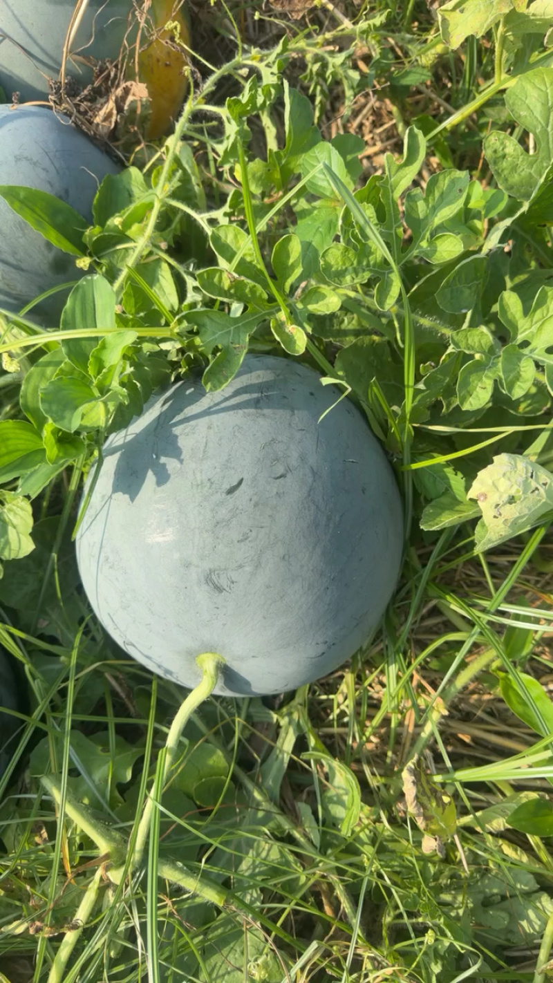 无籽西瓜黑无籽，头茬瓜，上车价