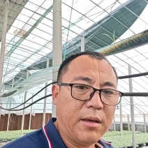 有机花菜苗菜花苗易成活现货现发山东种苗基地