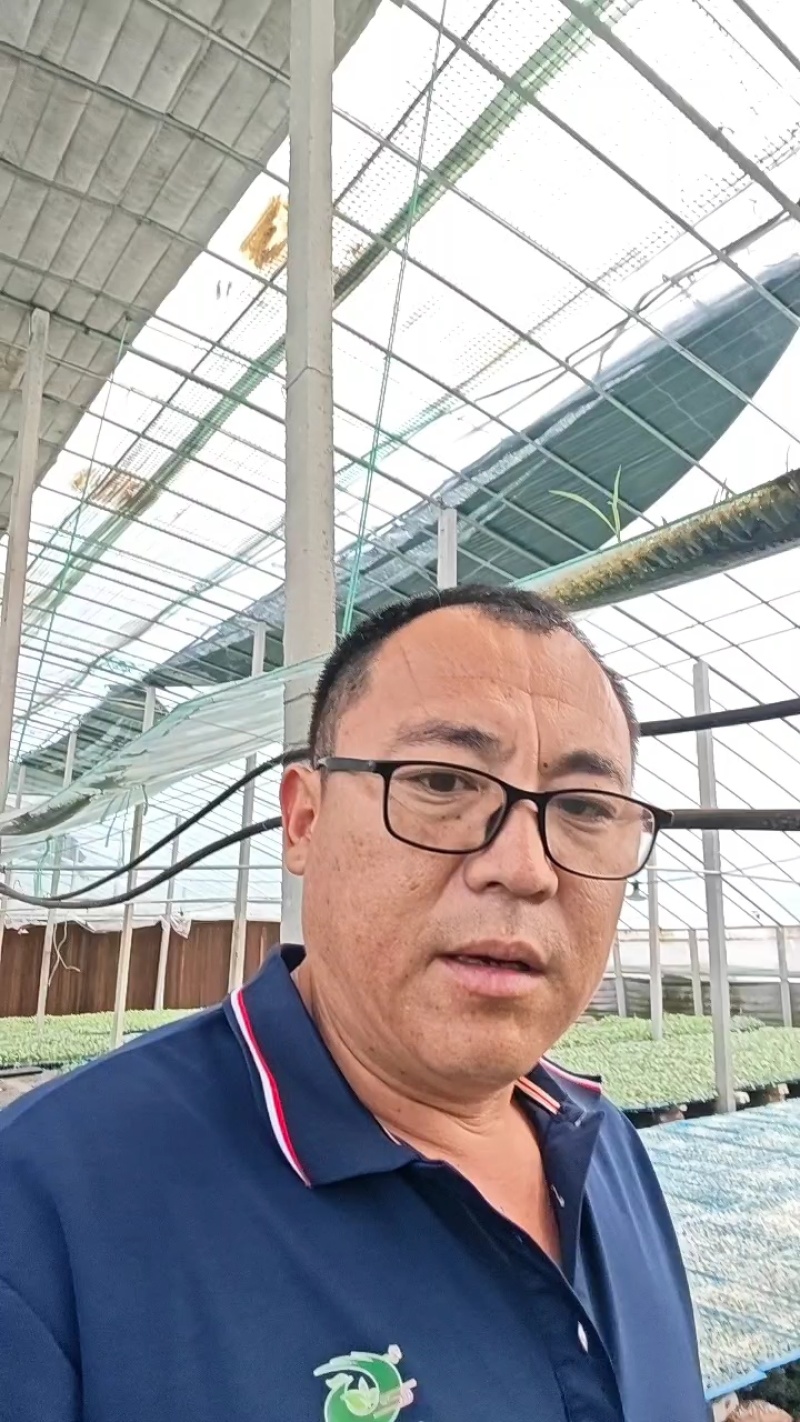 有机花菜苗菜花苗易成活现货现发山东种苗基地