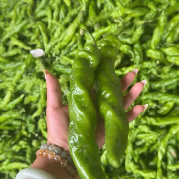 螺丝椒