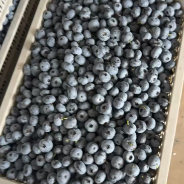 精品蓝莓大量出货品质保证价格优惠欢迎老板前来合作