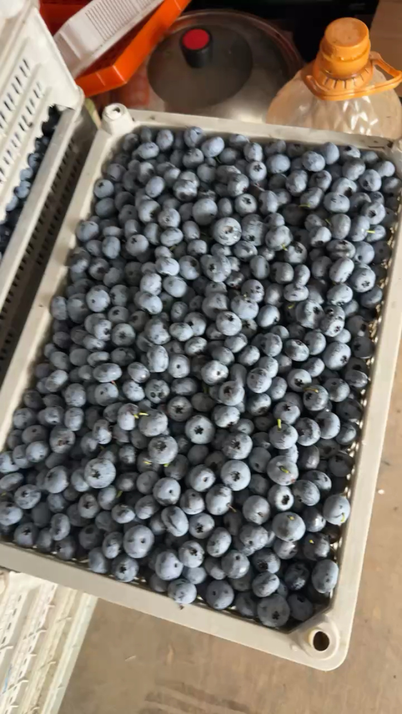 精品蓝莓大量出货品质保证价格优惠欢迎老板前来合作