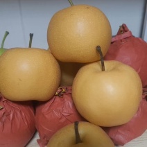 秋月梨，批发梨，对接各大市场，欢迎咨询，量大可议价