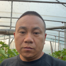 河北青提，河北维多利亚葡萄，口感特甜，大量现货上市中