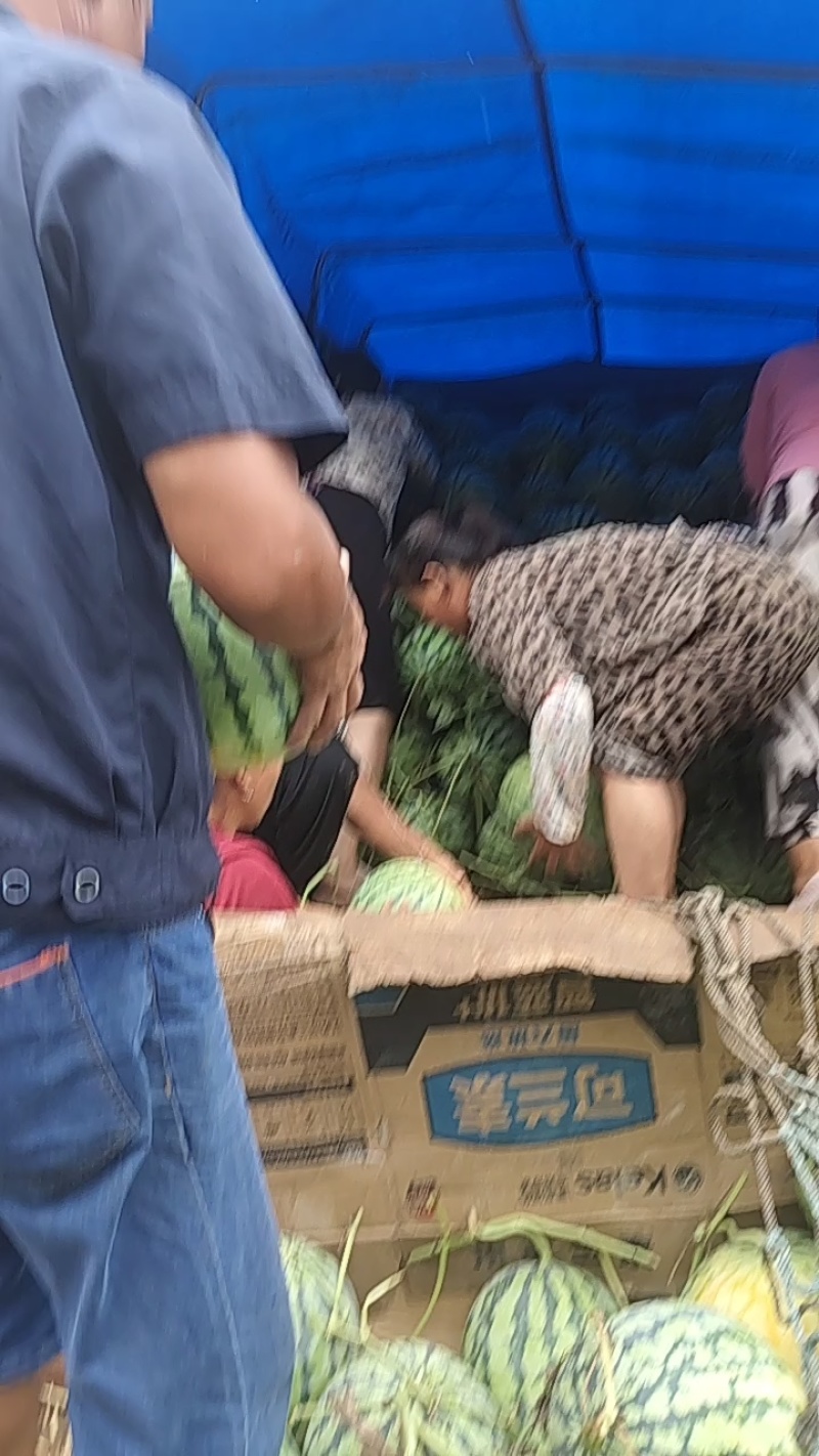 【实力优选】精品美都西瓜/河南美都西瓜/无籽西瓜/保熟