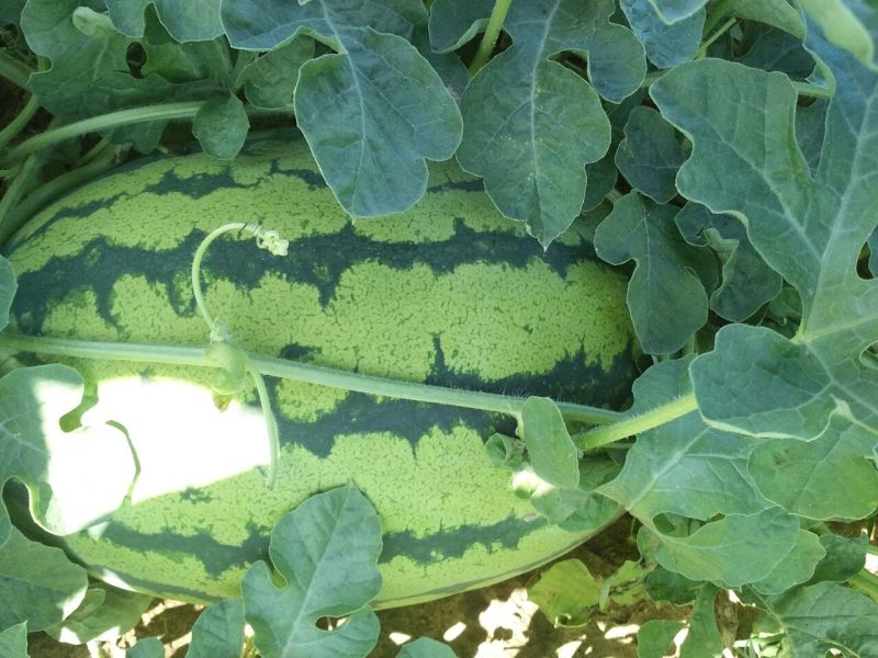 金城5号西瓜10斤打底8成熟1茬