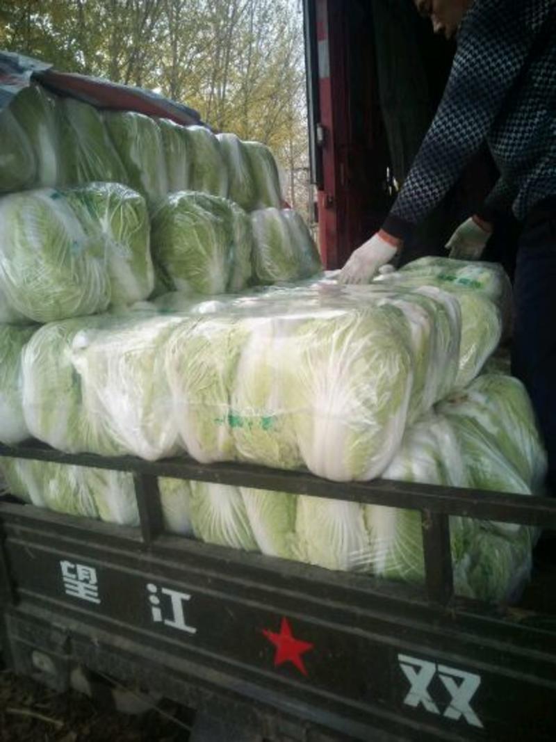 青杂三号白菜4-6斤净菜