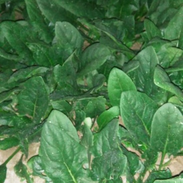 名门菠菜