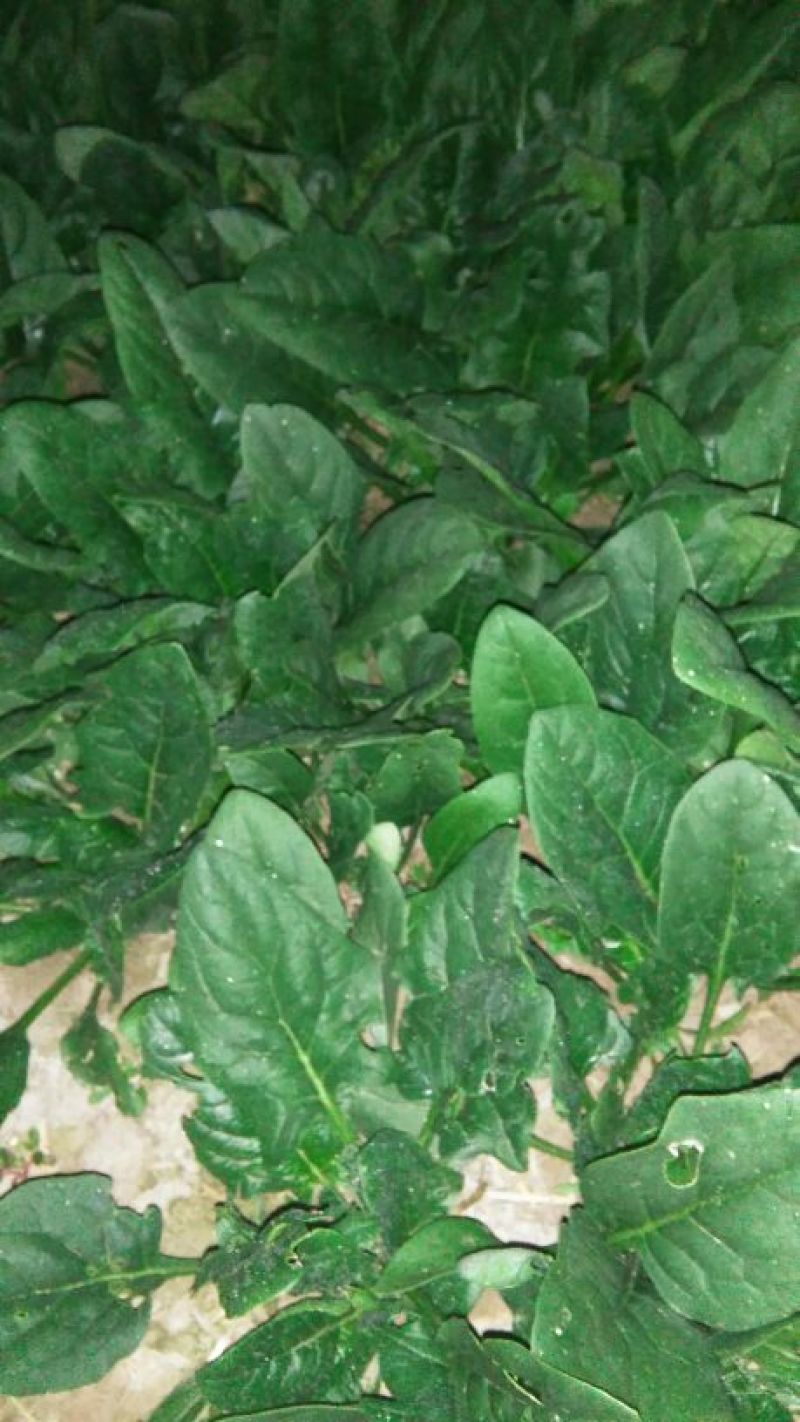 名门菠菜