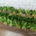 菠菜15~20厘米