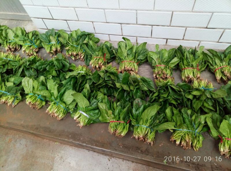 菠菜15~20厘米