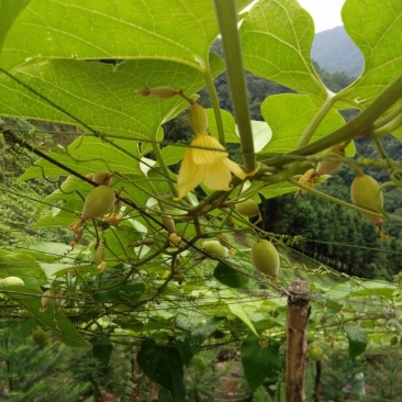 青皮果罗汉果