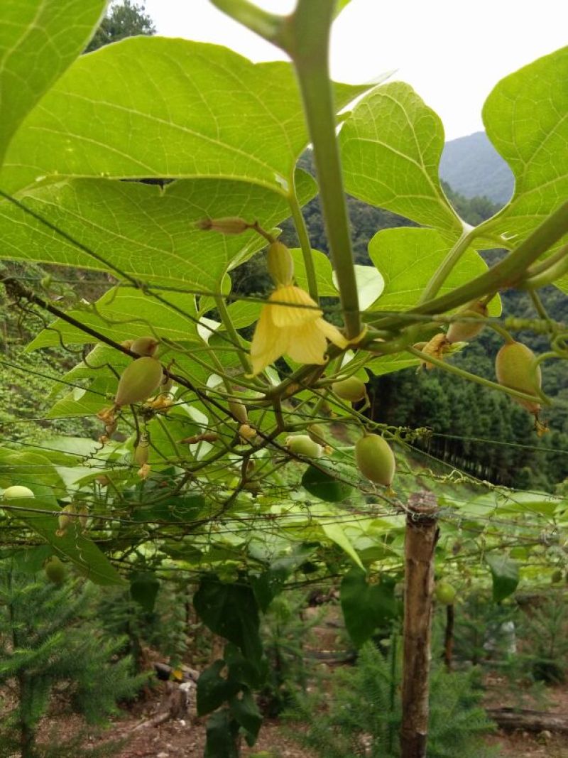 青皮果罗汉果