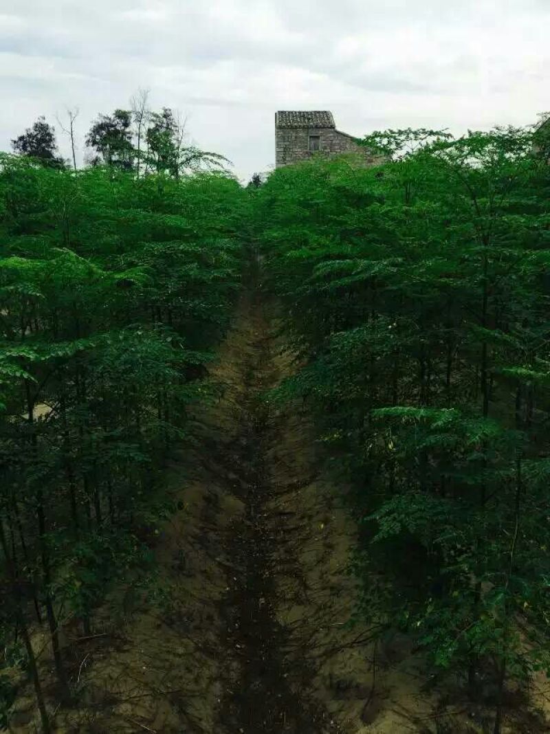 辣木茶一级