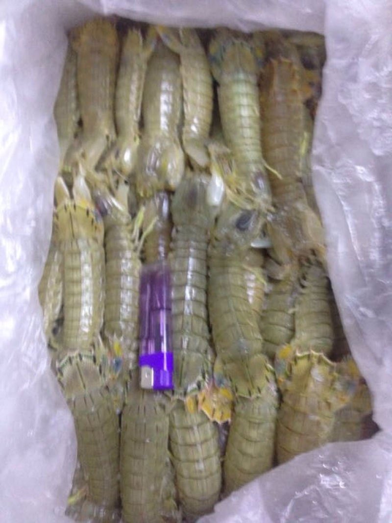 皮皮虾