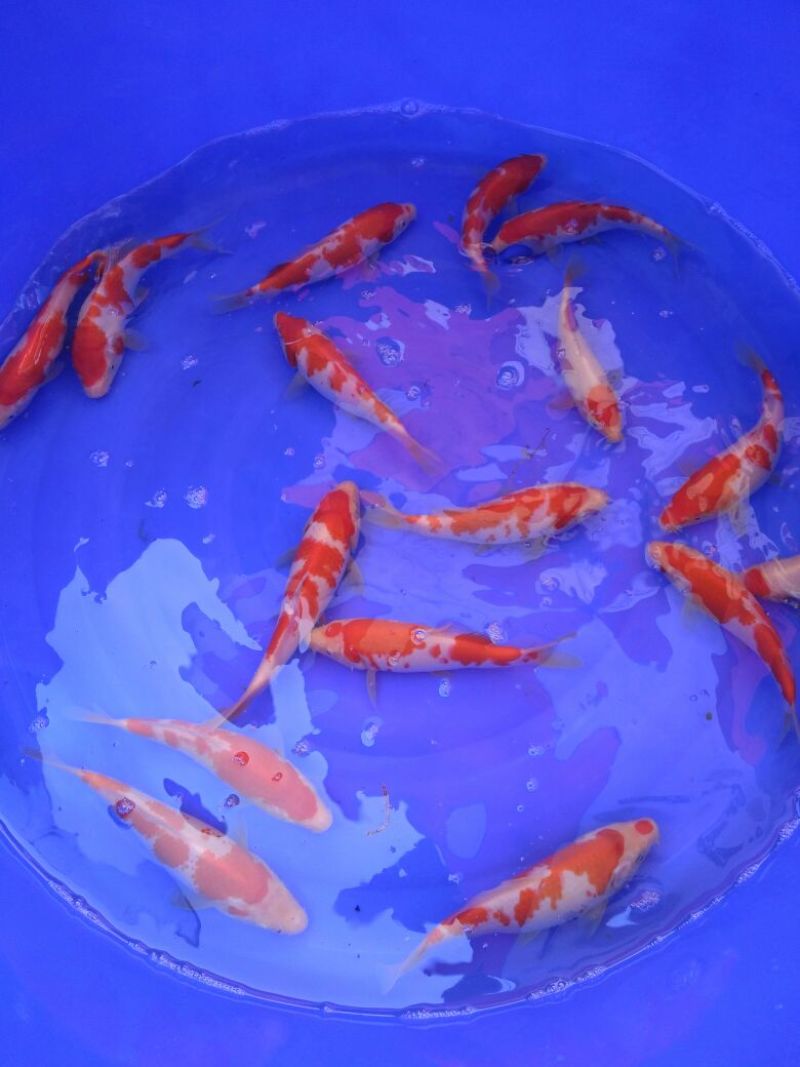 锦鲤鱼苗7两