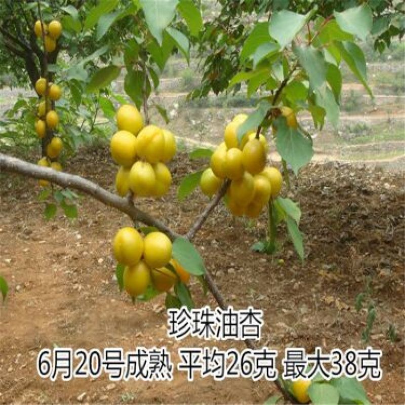 杏子苗80cm以上
