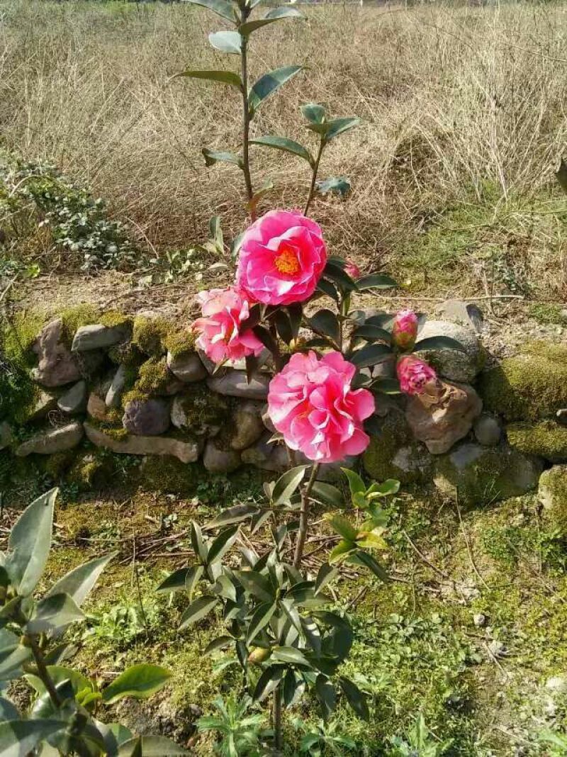 茶花球100~140cm