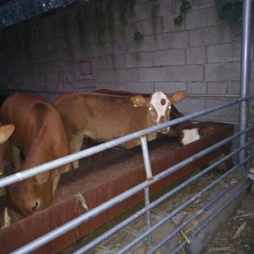 鲁西黄牛犊100~200kg