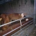 鲁西黄牛犊100~200kg