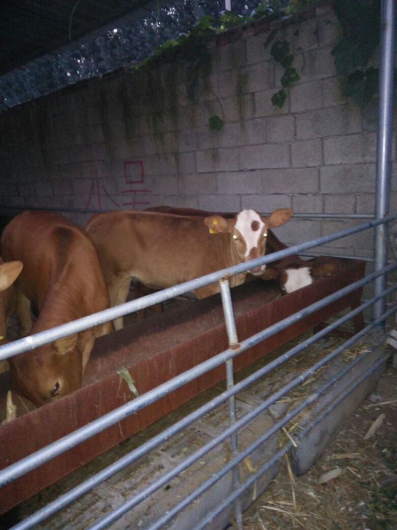 鲁西黄牛犊100~200kg