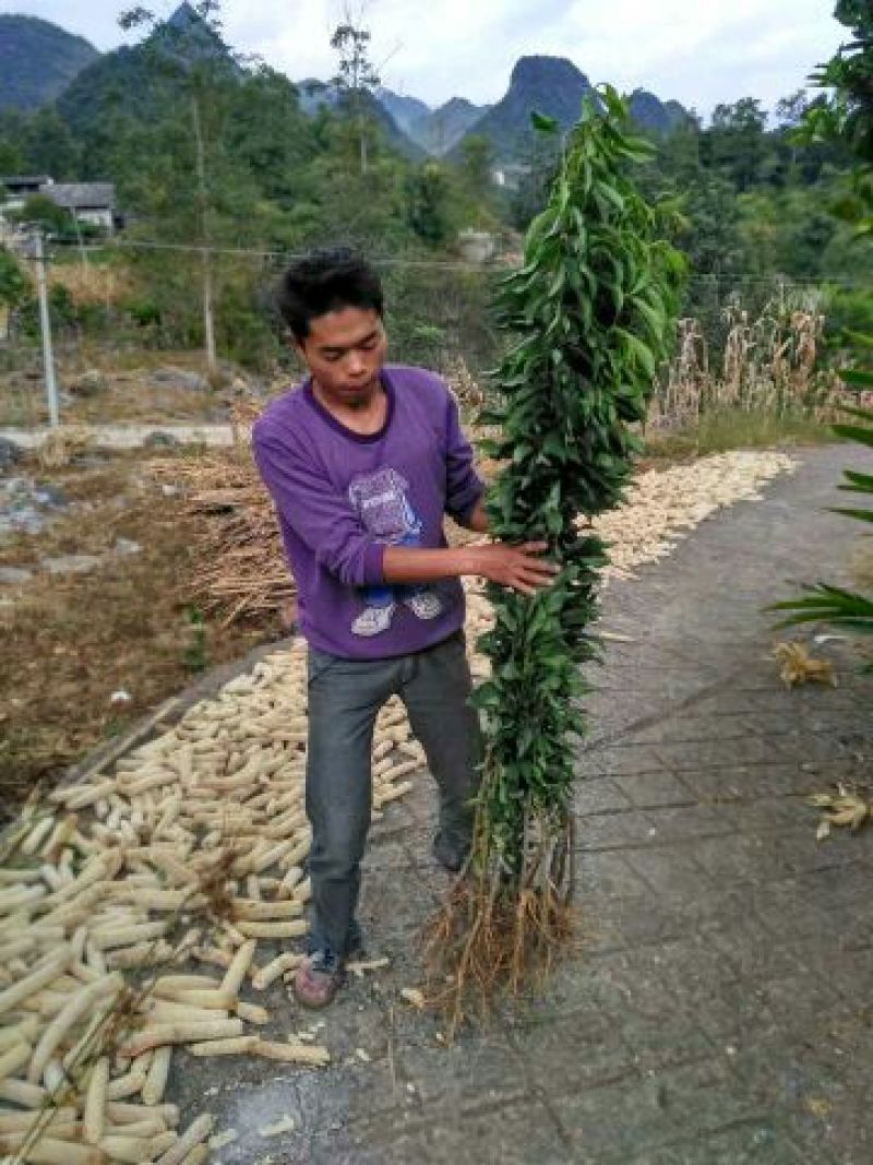 李子树苗免费提供种植技术指导