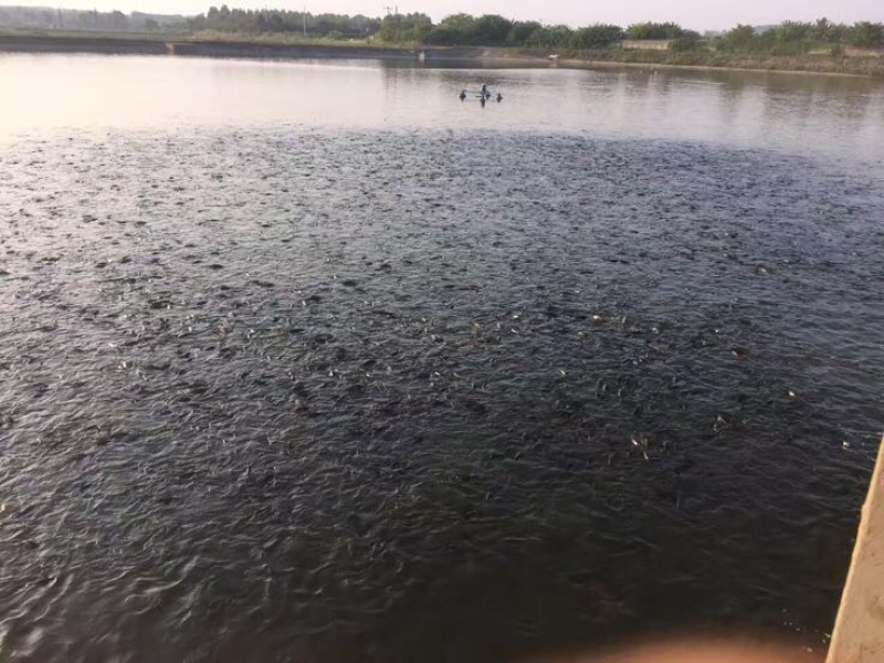 池鲤鱼