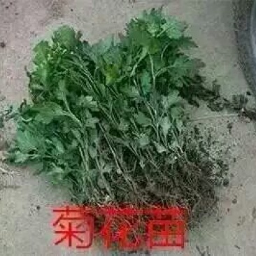 菊花苗