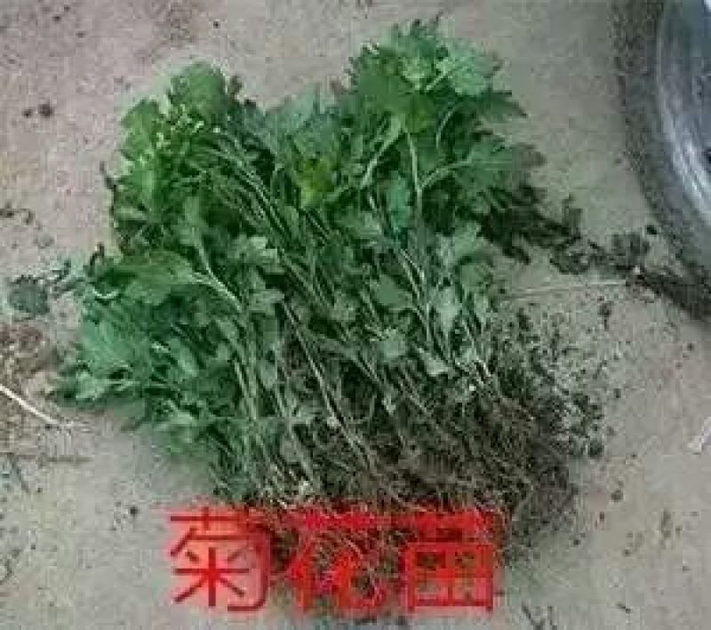菊花苗