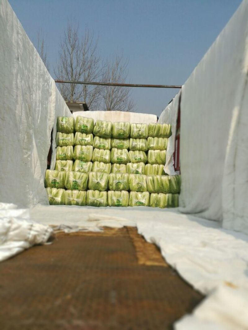 山东滕州黄心大白菜，北京新三号白菜，大量上市