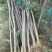 杜仲树/杜仲树苗1~2年生嵩县彩叶花木大量供应