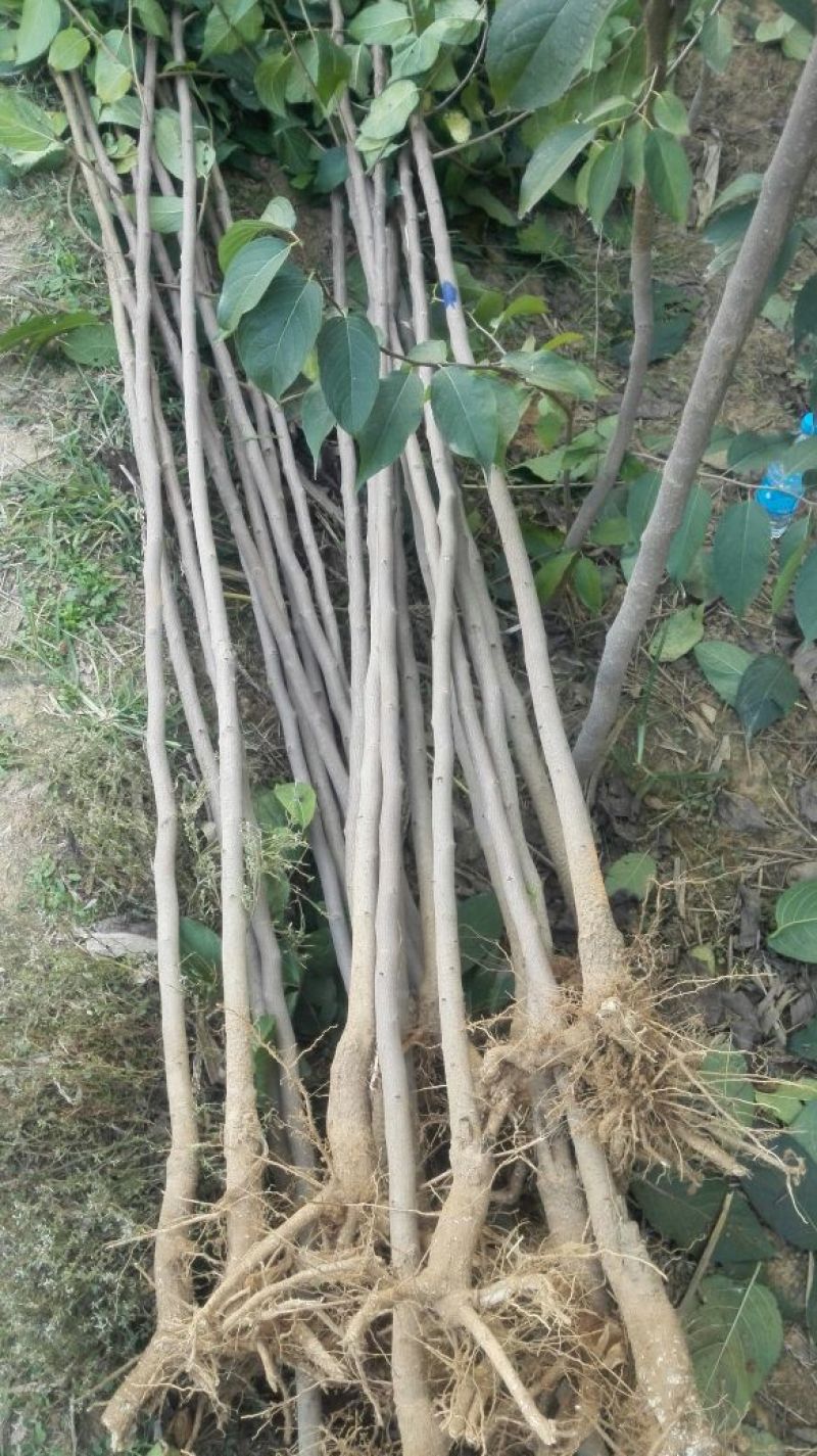 杜仲树/杜仲树苗1~2年生嵩县彩叶花木大量供应