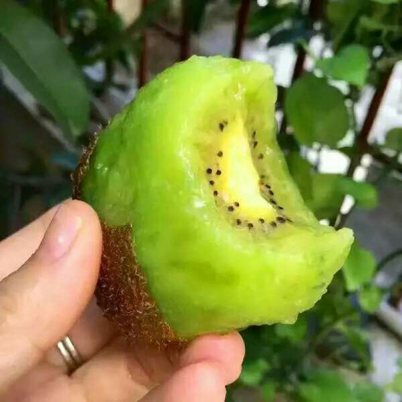 徐香猕猴桃90~100克