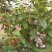 蓝莓10~12mm以上