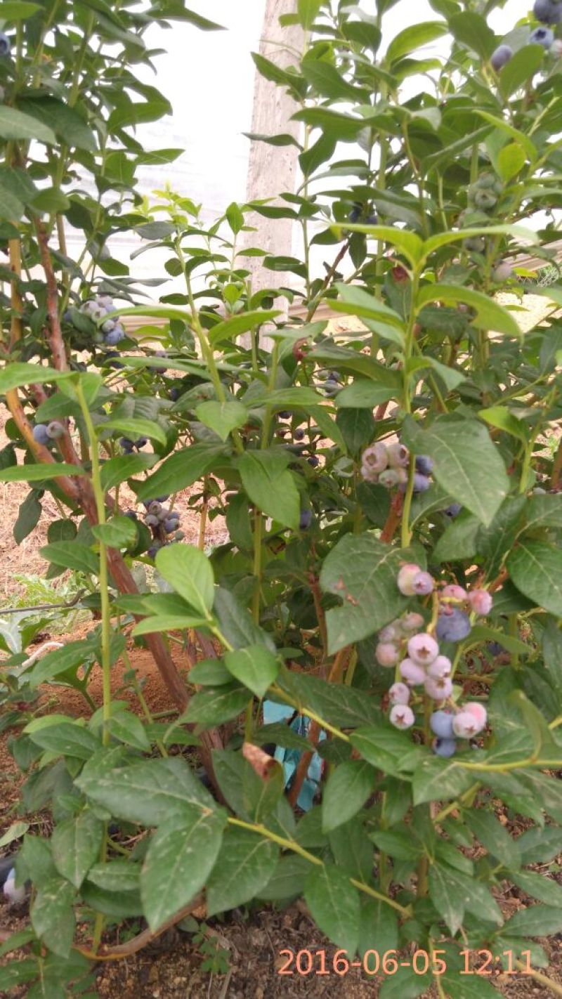 蓝莓10~12mm以上