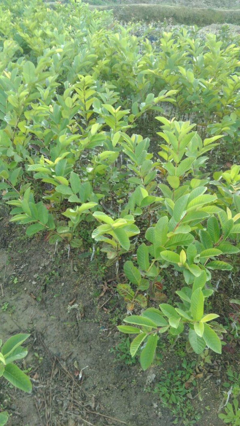 西瓜番石榴苗50~80cm