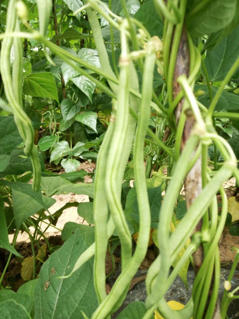 无筋豆20厘米以上