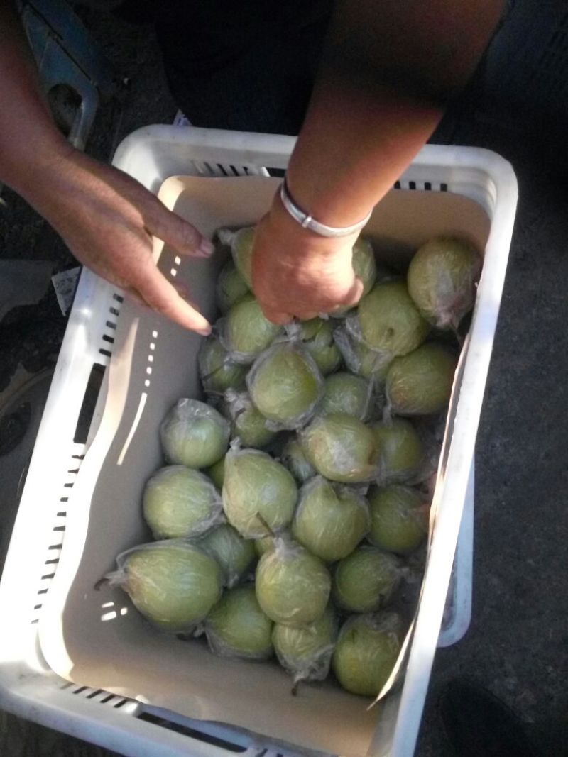 鸭梨200~250g纸加膜