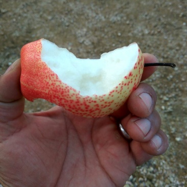 早酥红梨苗红梨树苗品种红梨苗栽植密度梨树苗