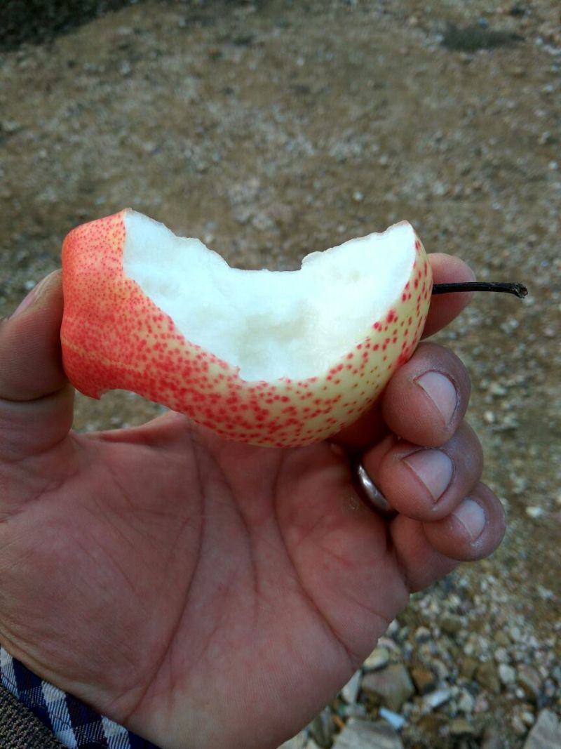 早酥红梨苗红梨树苗品种红梨苗栽植密度梨树苗