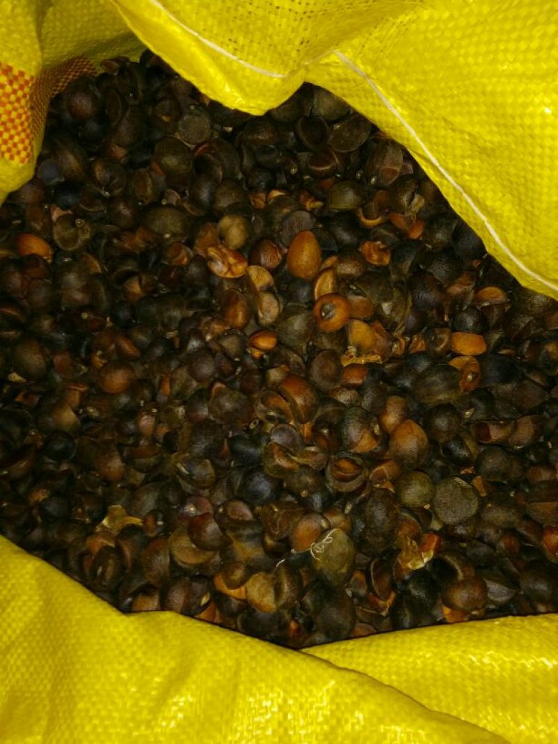 油菜籽1