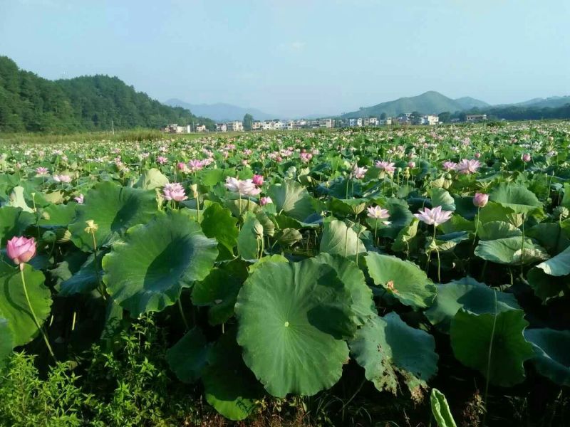 莲蓬~鲜莲子