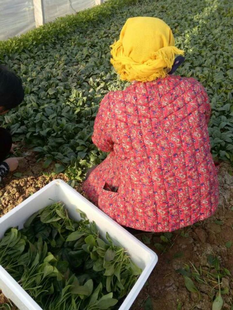 秋菠菜20~25厘米