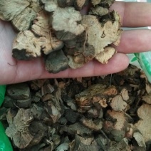 金荞麦