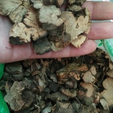 金荞麦
