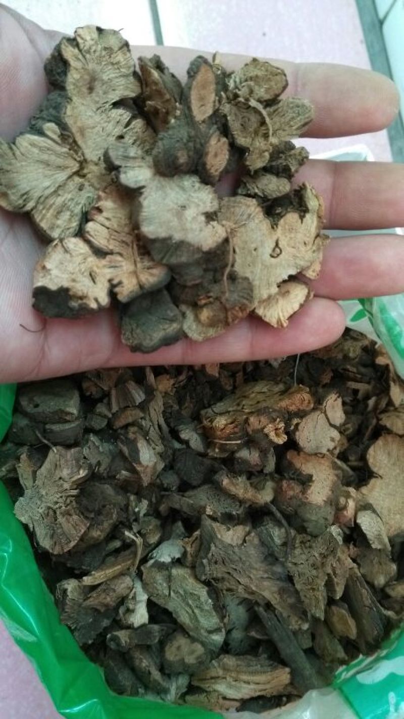 金荞麦