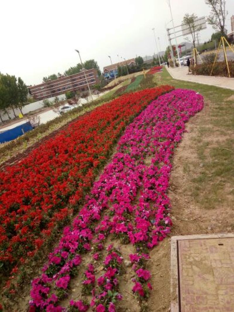 孔雀草